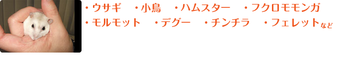 ﷯・ウサギ　・小鳥　・ハムスター　・フクロモモンガ ・モルモット　・デグー　・チンチラ　・フェレットなど